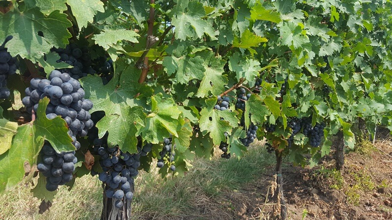 solutii de ultima generatie pentru viticultura