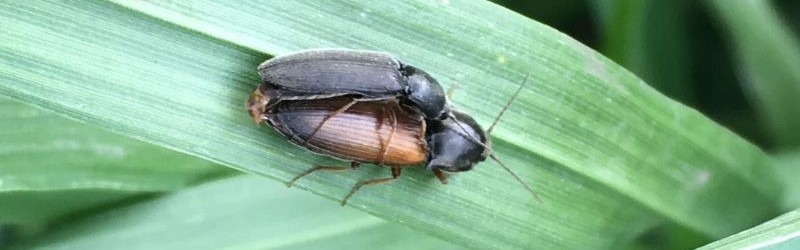 Agriotes