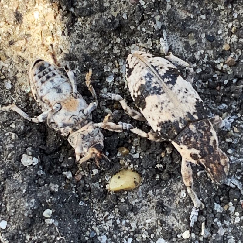 Tanymecus