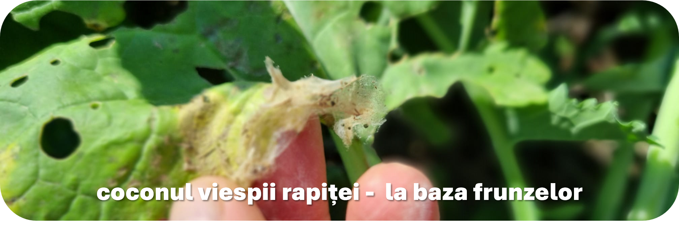 Coconul viespii rapitei - la baza frunzelor