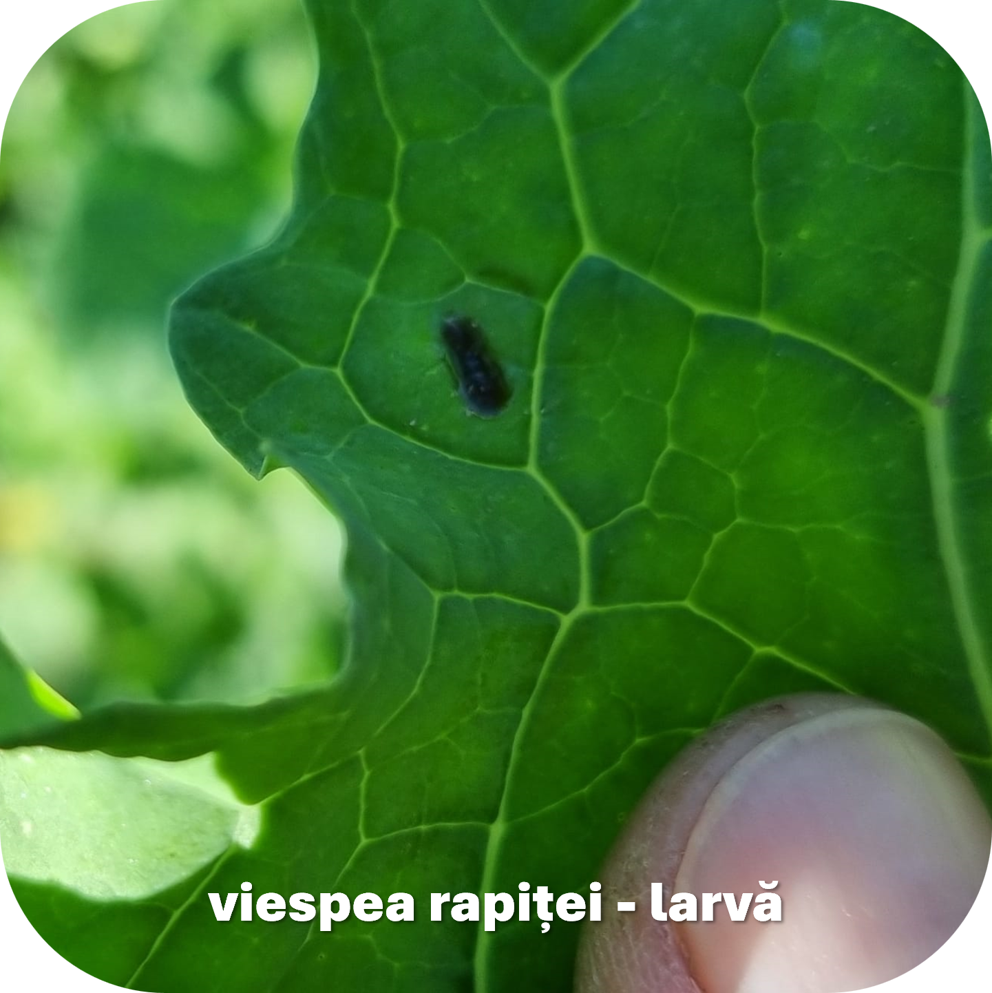 larva viespei rapiței pe frunza de rapiță