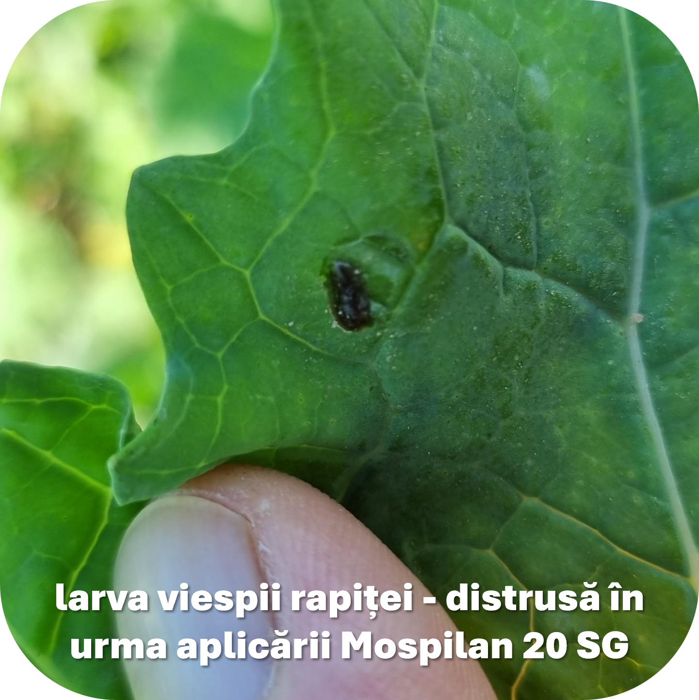 Larva viespii rapitei - distrusa in urma aplicarii Mospilan 20 SG