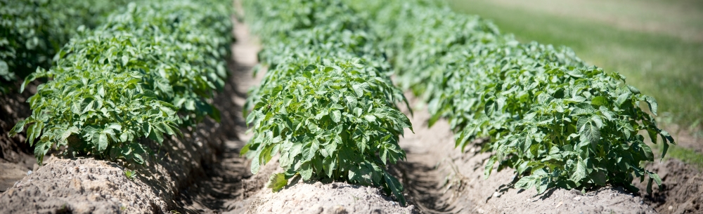 Bismark - cultura de cartof curata