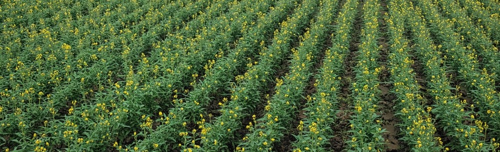 Bismark - cultura de rapita curata