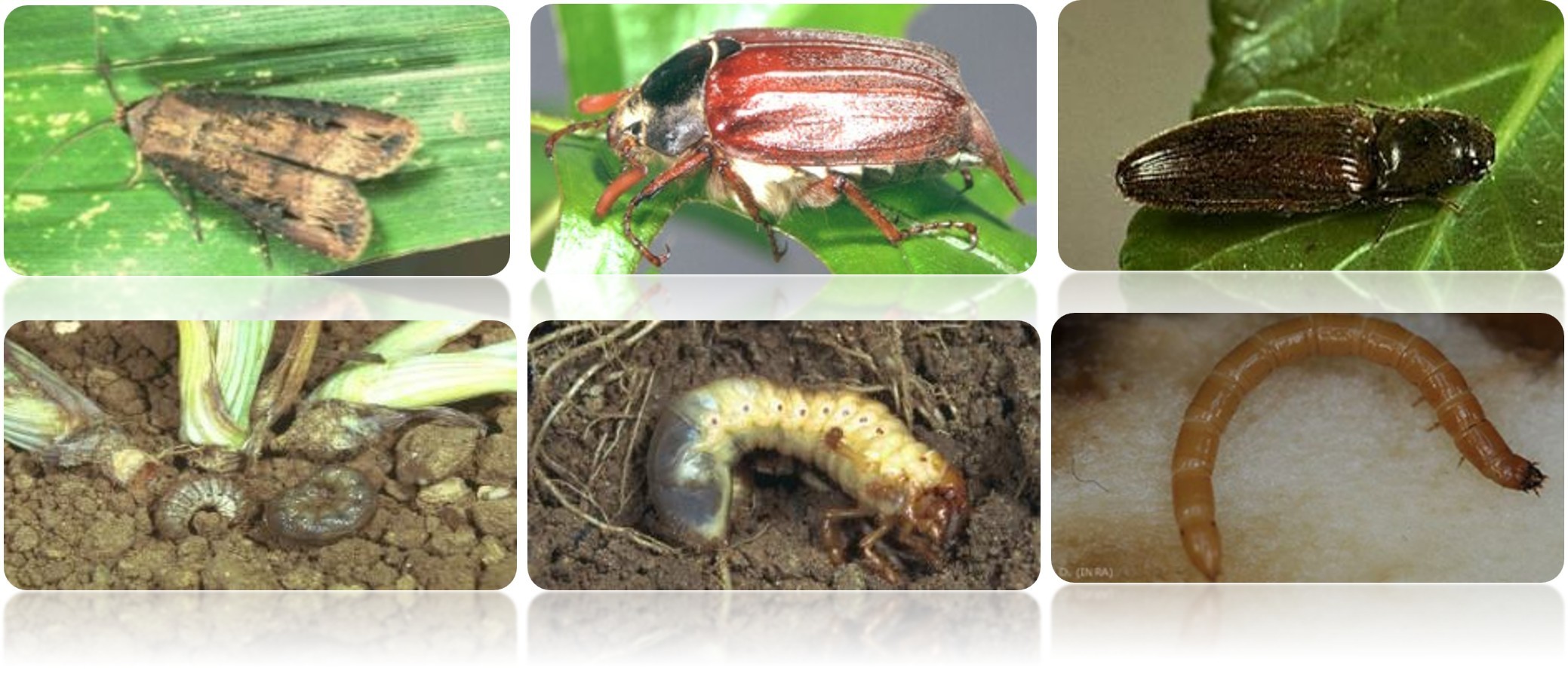 Daunatori combatuti de Trika Expert