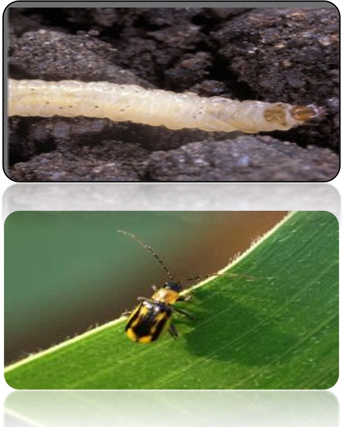 Daunatori combatuti - Trika Expert