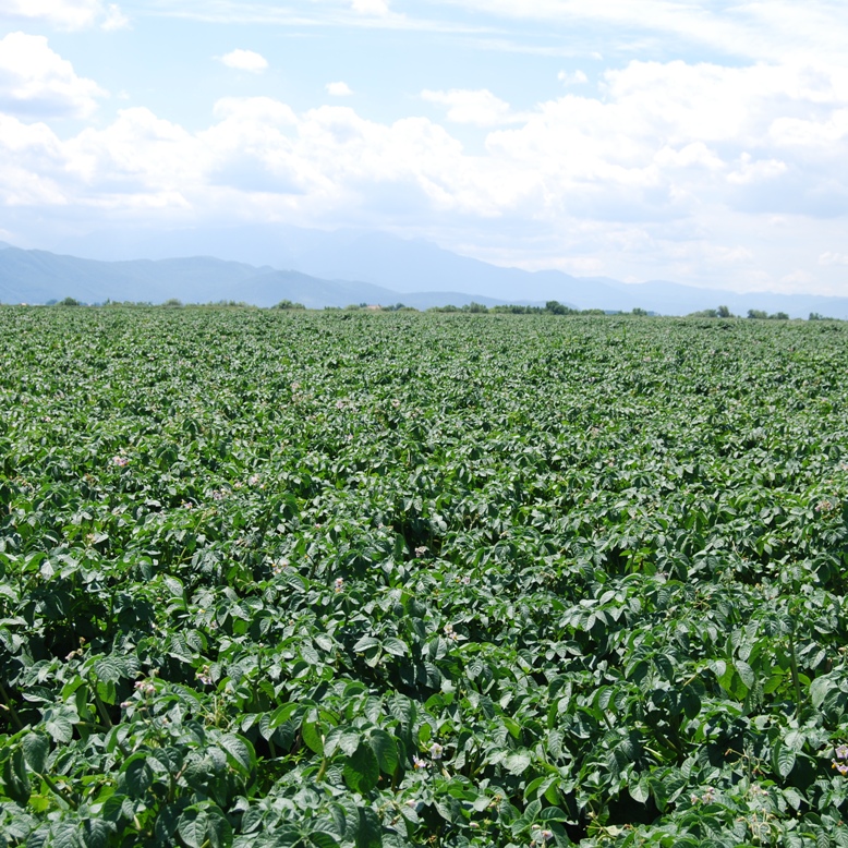 cultura de cartof sanatoasa, protejata cu Trika Expert