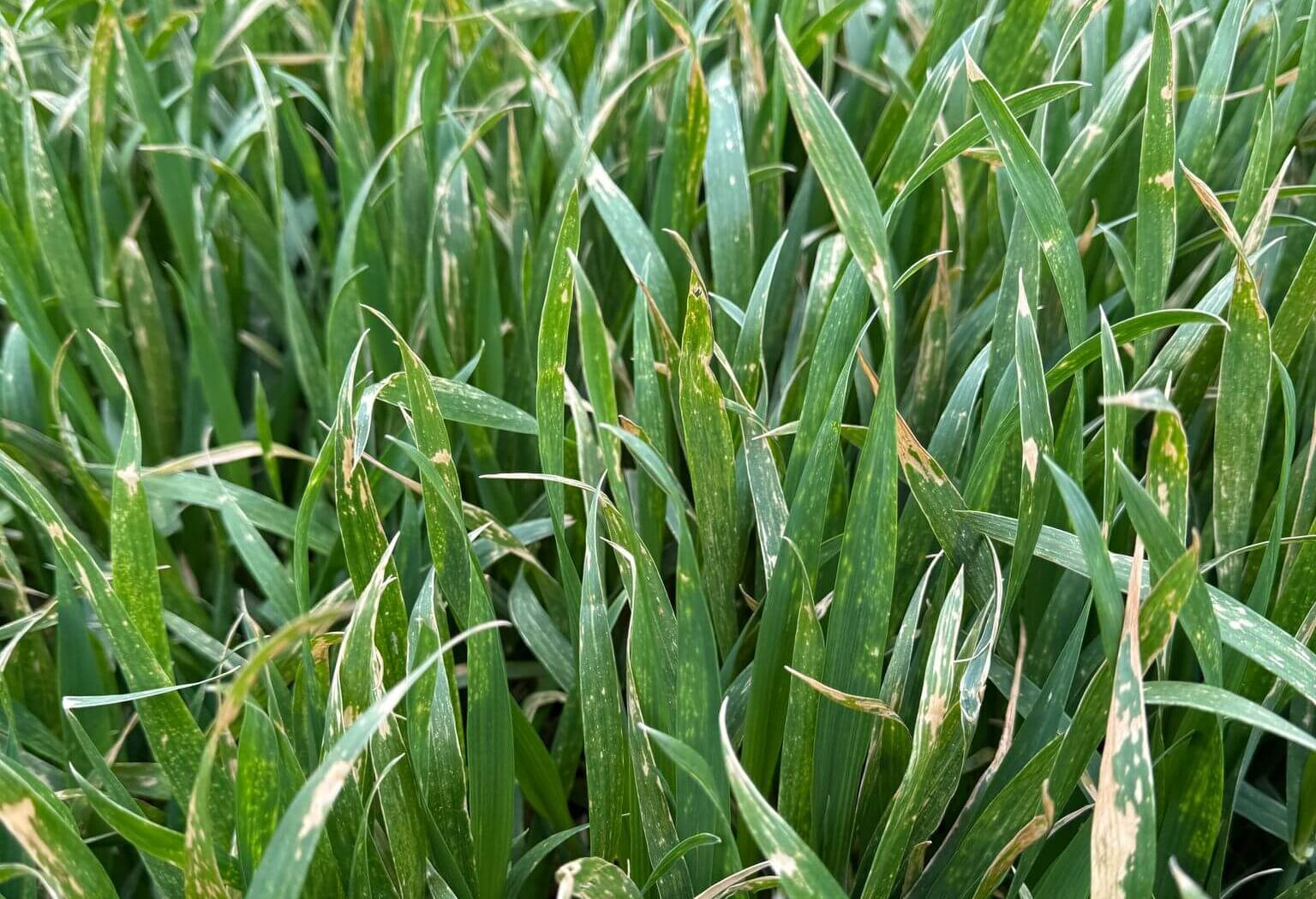 leziuni si arsuri ale graului cauzate de fitotoxicitate si temperaturi scazute