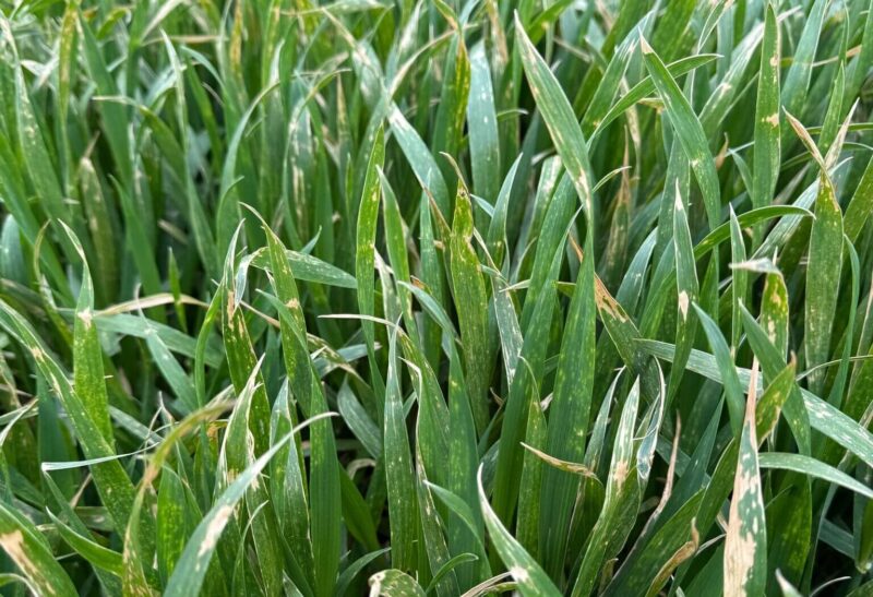 leziuni si arsuri ale graului cauzate de fitotoxicitate si temperaturi scazute