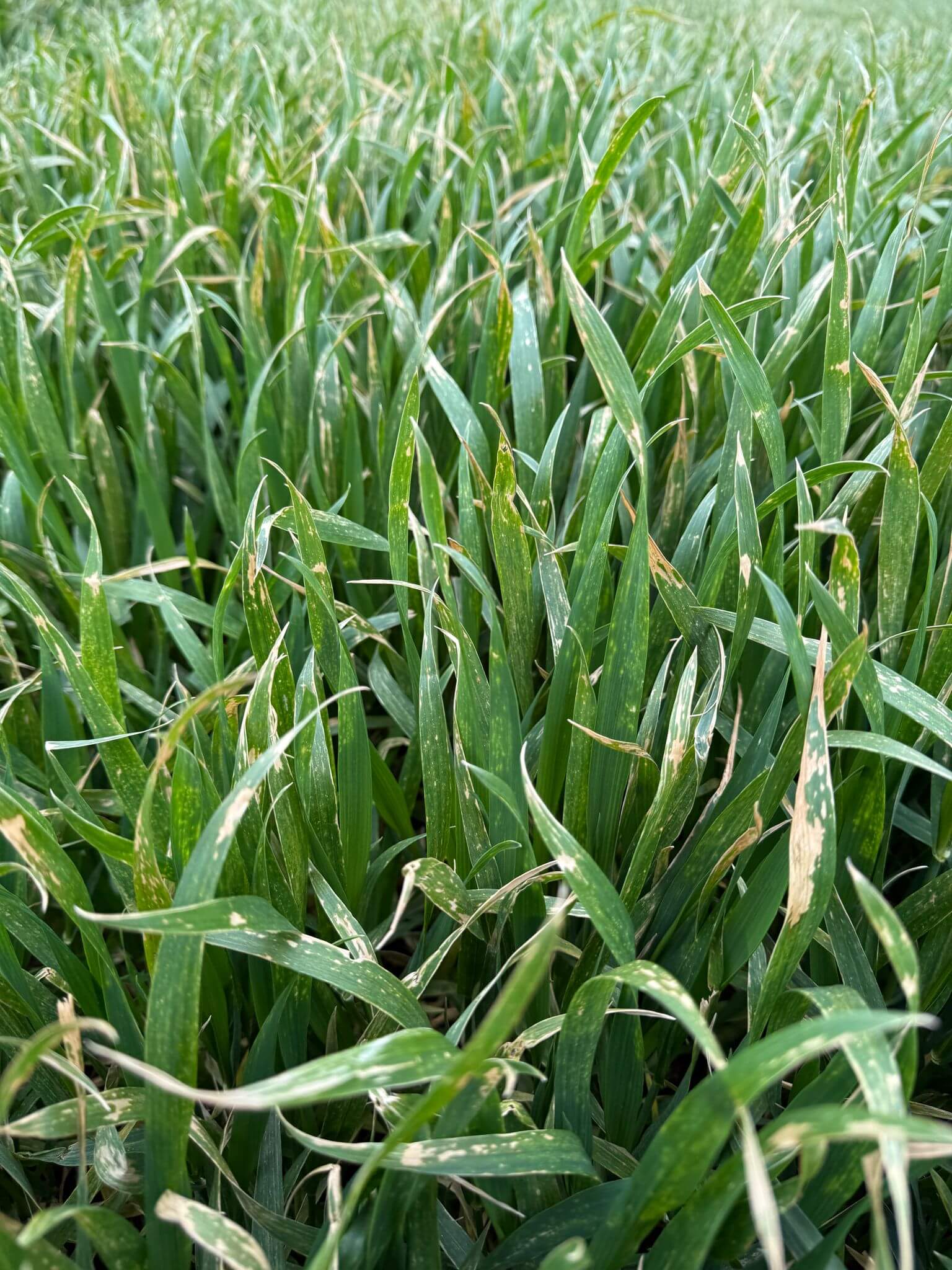 leziuni si arsuri ale graului cauzate de fitotoxicitate si temperaturi scazute