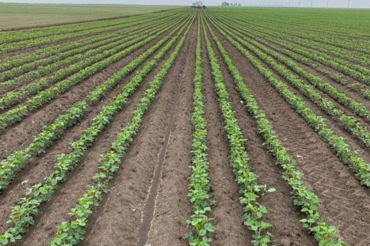 camp de soia, curat de buruieni