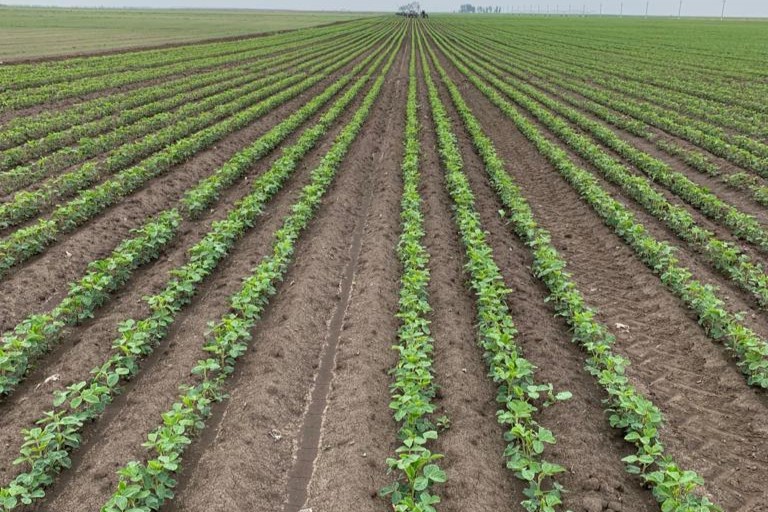 camp de soia, curat de buruieni