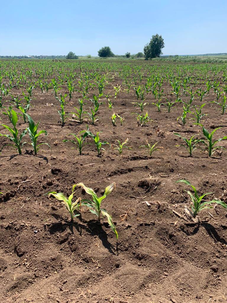 Efect fitotoxic in urma erbicidarii porumbului