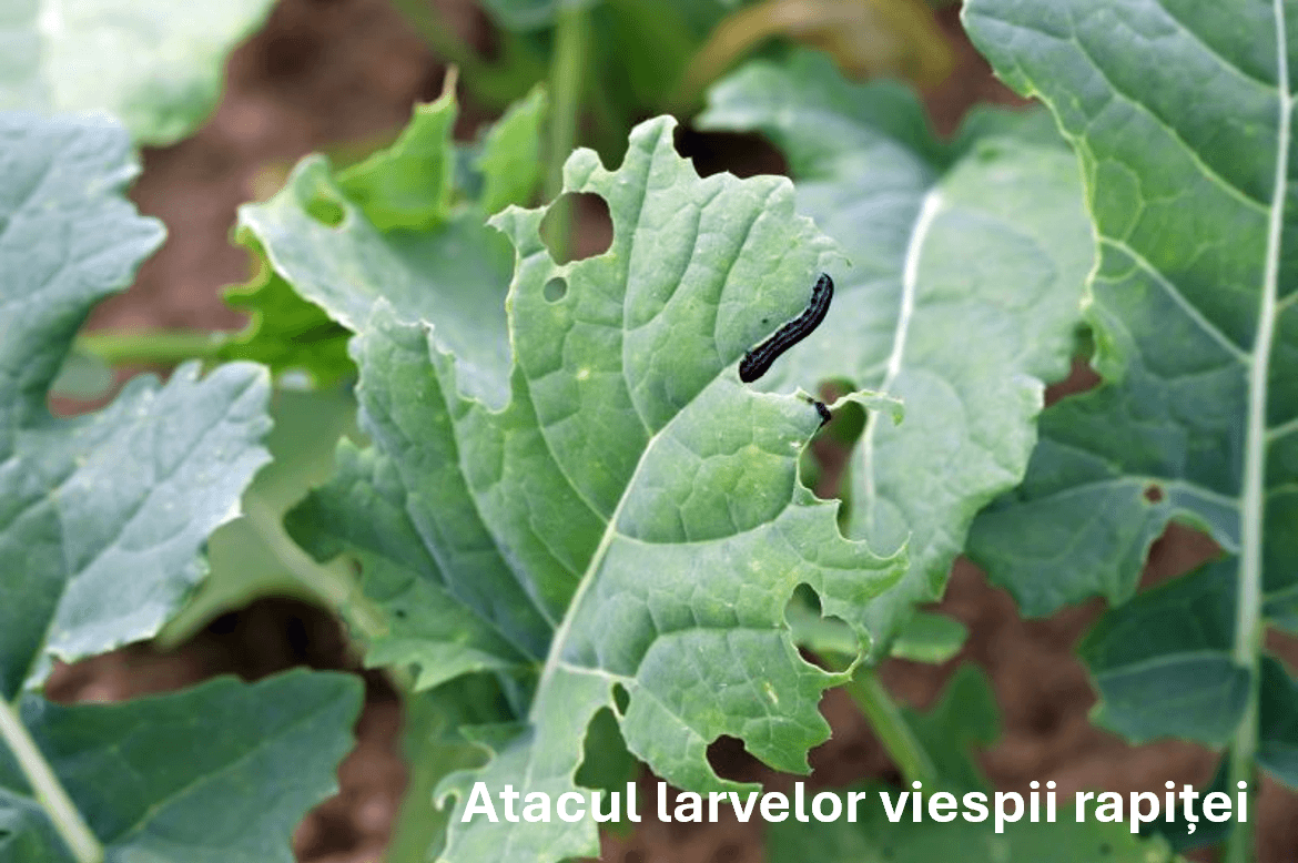 Atacul larvelor viespii rapiței
