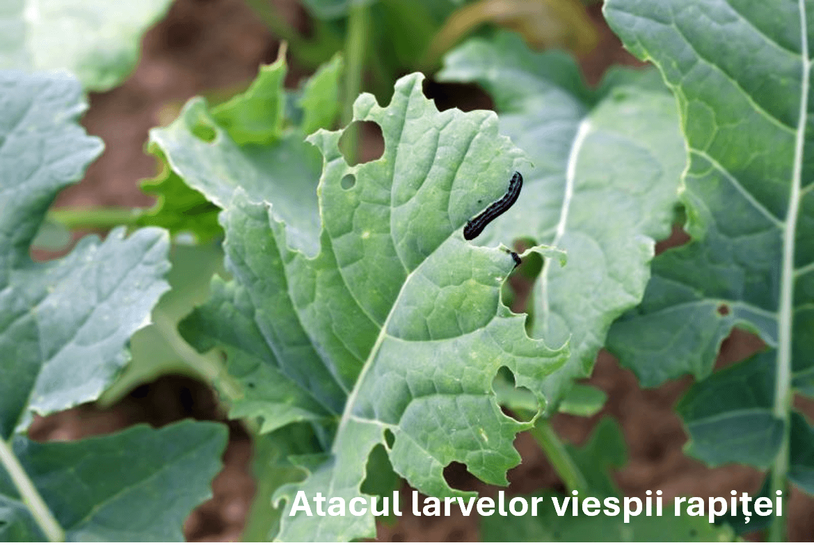 Atacul larvelor viespii rapiței